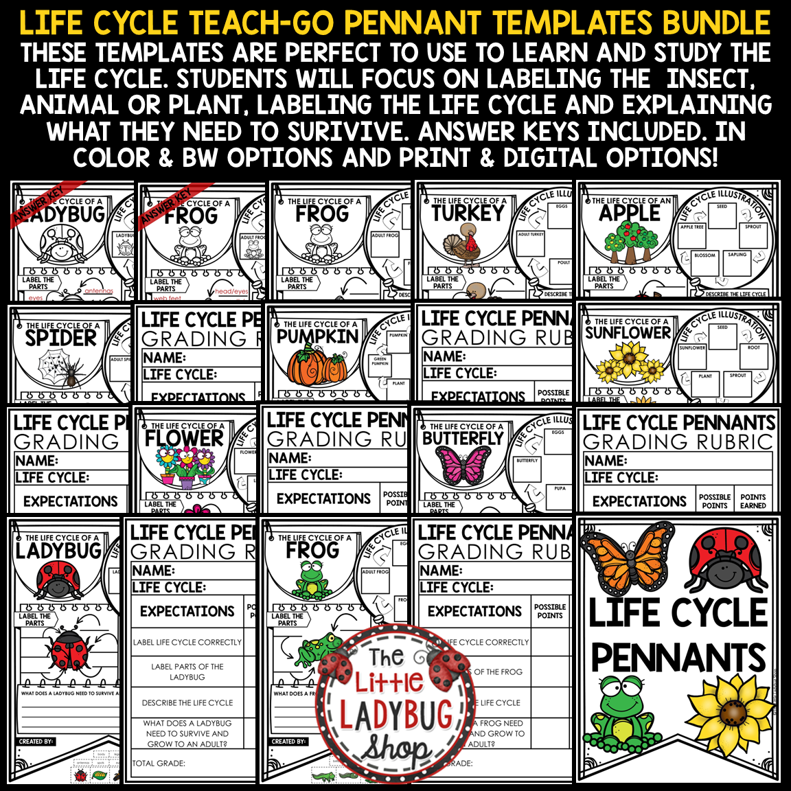 Ladybug Bee Life Cycle of a Plant Butterfly Frog Spring Activity Bulletin Board