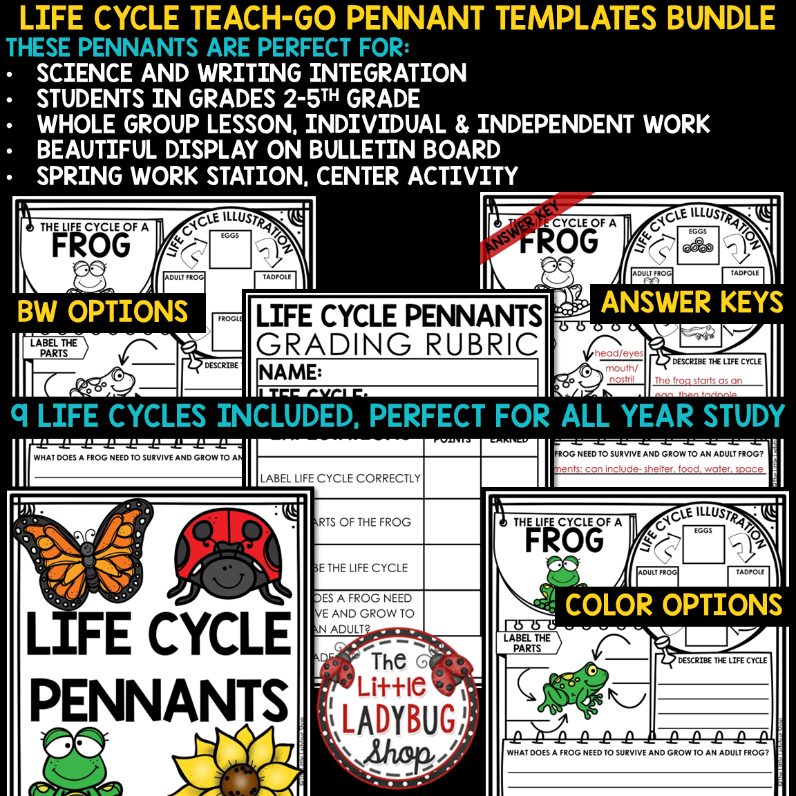 Ladybug Bee Life Cycle of a Plant Butterfly Frog Spring Activity Bulletin Board