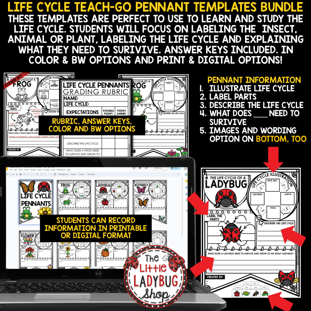 Ladybug Bee Life Cycle of a Plant Butterfly Frog Spring Activities ...