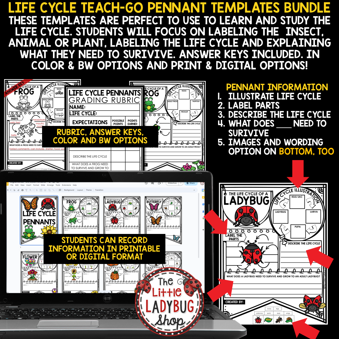 Ladybug Bee Life Cycle of a Plant Butterfly Frog Spring Activity Bulletin Board