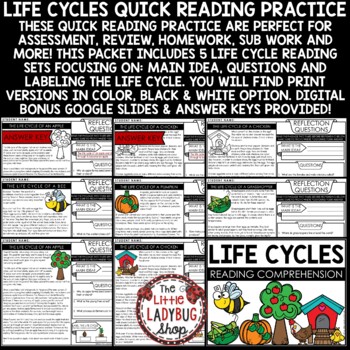Bee Apple Life Cycle Reading Comprehension Passages Skills and Questions-2